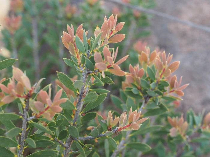 Melaleuca deanei image
