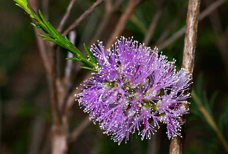 Melaleuca diosmatifolia image