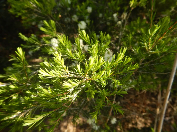Melaleuca ericifolia image