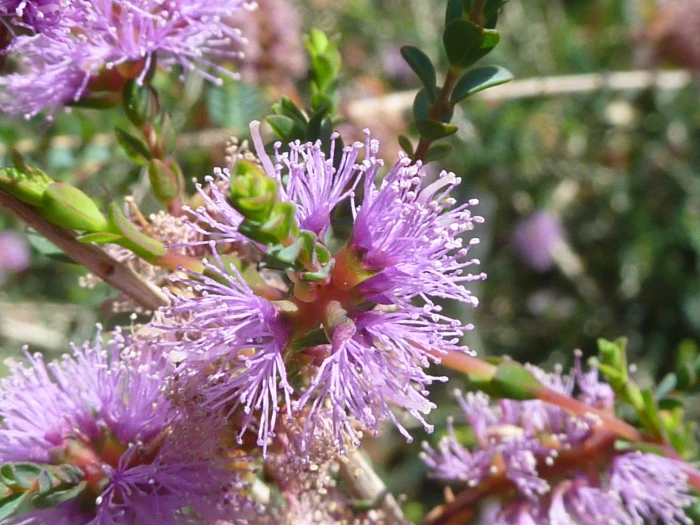 Melaleuca gibbosa image