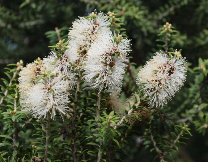 Melaleuca lanceolata image