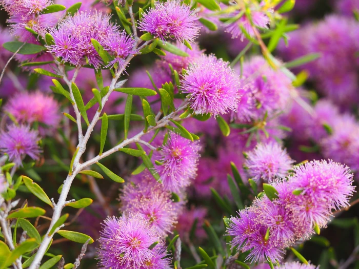 Melaleuca pentagona image