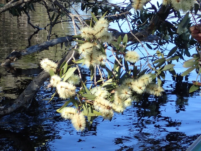 Melaleuca quinquenervia image