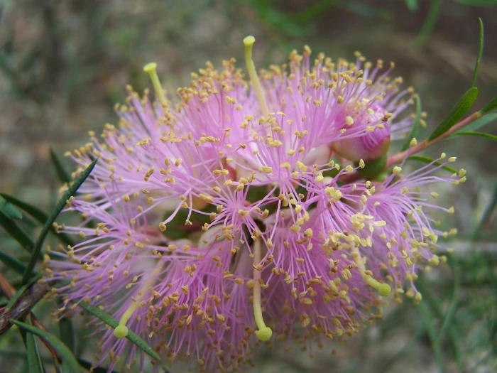 Melaleuca radula image