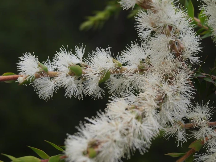 Melaleuca styphelioides image