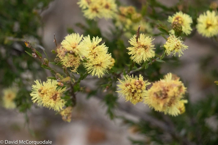 Melaleuca systena image