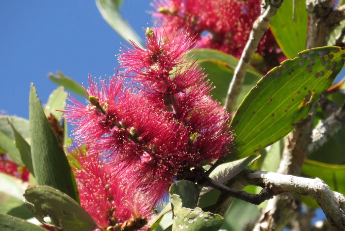Melaleuca viridiflora image