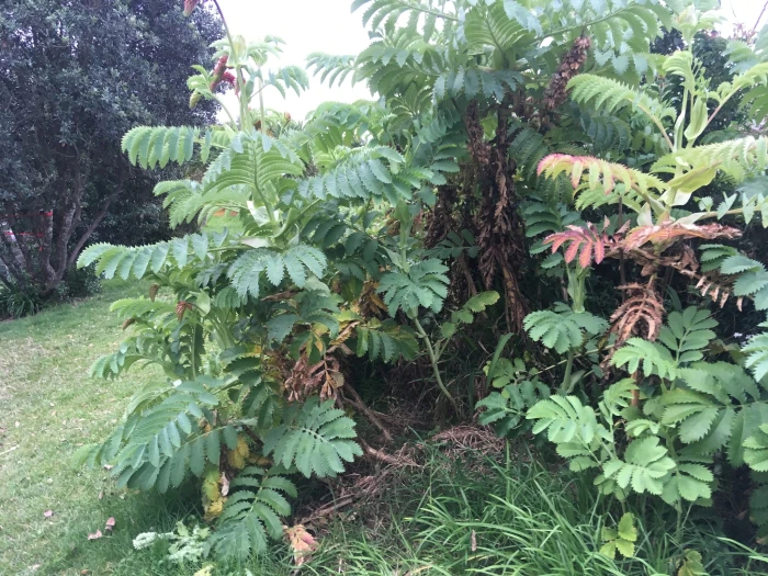 Melianthus major image