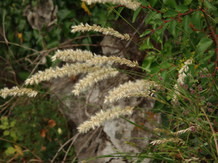 Melica ciliata image