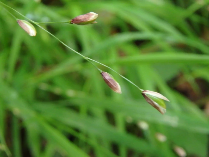 Melica uniflora image