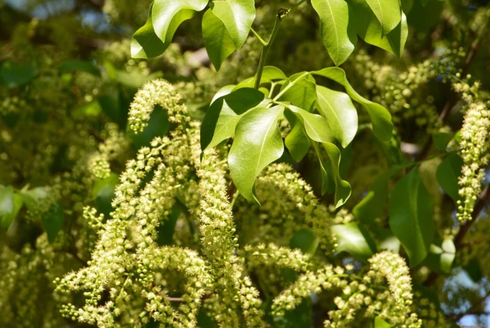 Melicoccus bijugatus image
