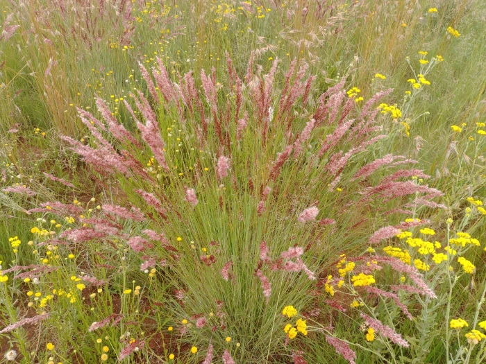 Melinis nerviglumis image