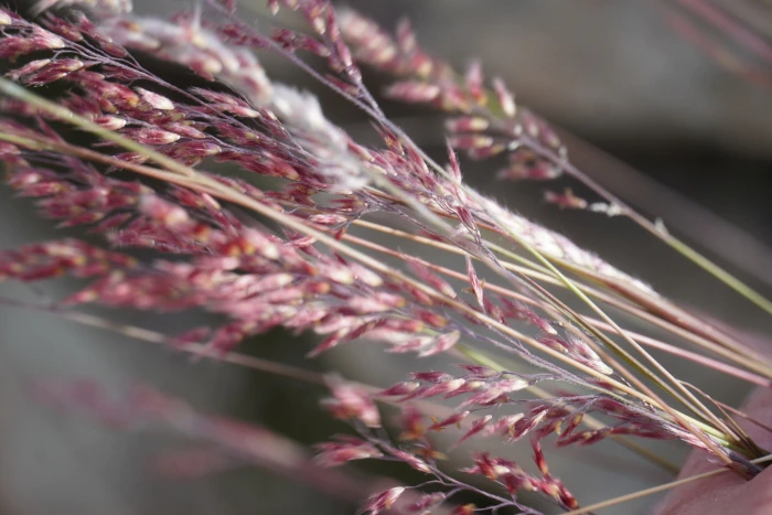 Melinis repens image