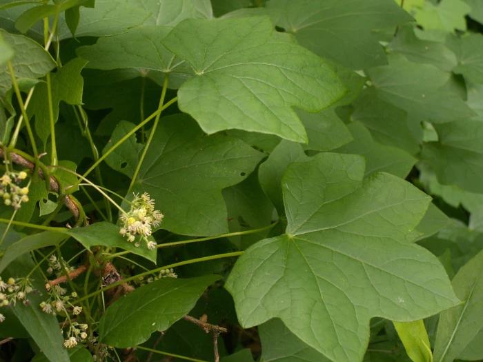 Menispermum canadense image