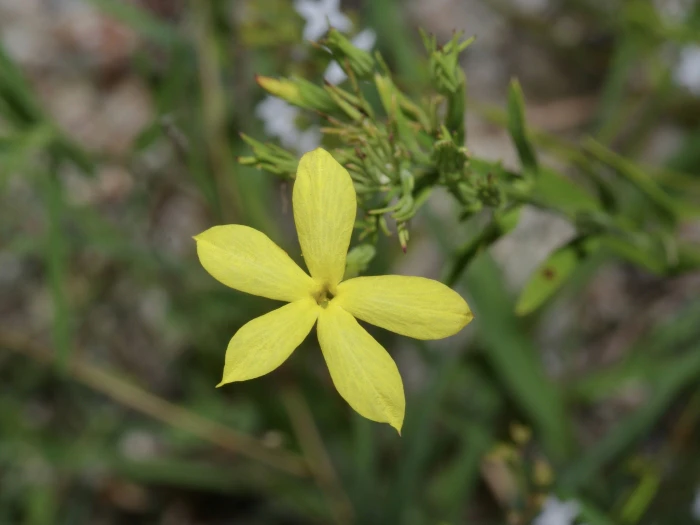 Menodora longiflora image