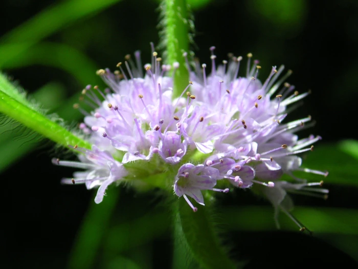 Mentha arvensis image