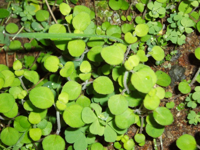 Mentha cunninghamii image