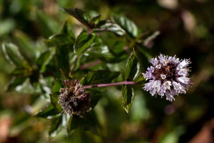 Mentha ×piperita image