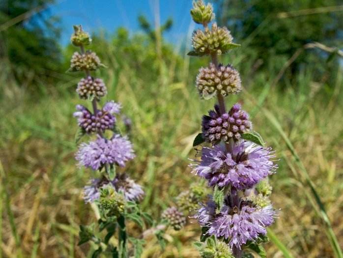 Mentha pulegium image