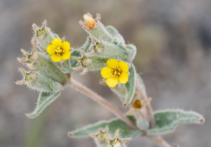 Mentzelia albicaulis image