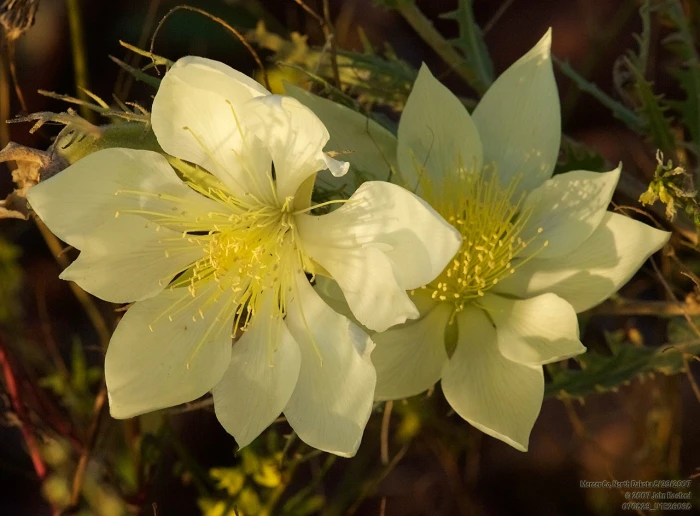 Mentzelia decapetala image