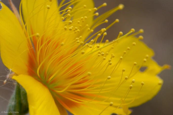 Mentzelia lindleyi image