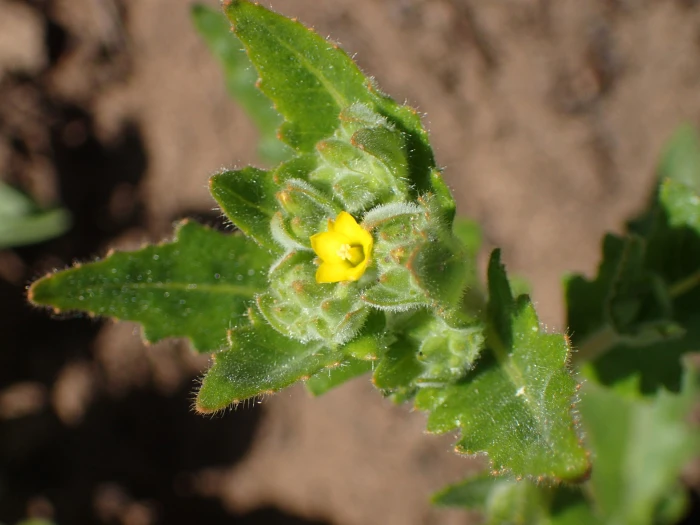 Mentzelia micrantha image