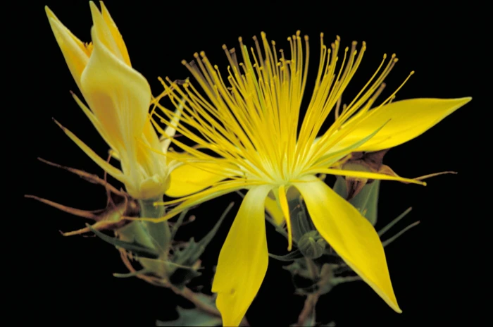 Mentzelia multiflora image