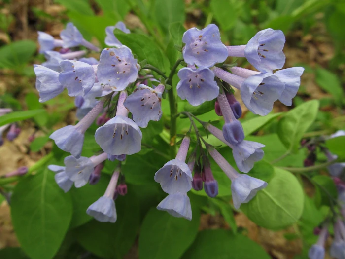 Mertensia virginica image
