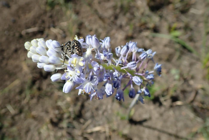 Merwilla plumbea image