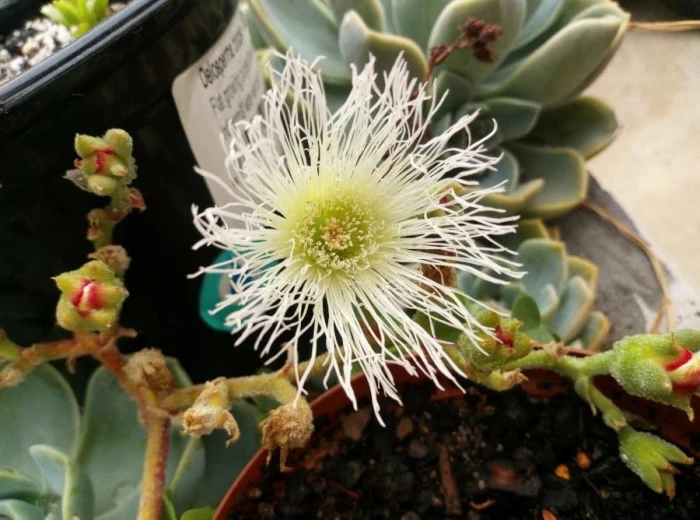 Mesembryanthemum crystallinum image