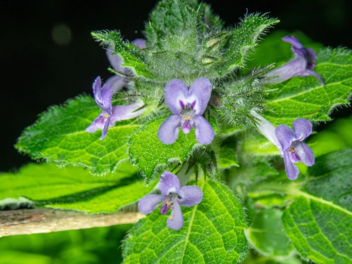 Mesosphaerum suaveolens image