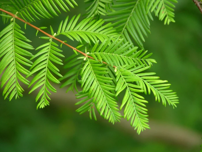 Metasequoia glyptostroboides image