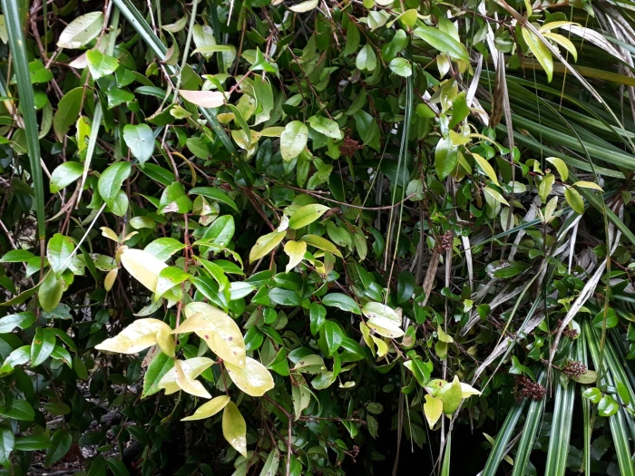 Metrosideros albiflora image