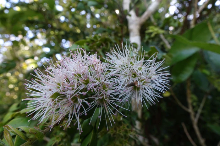 Metrosideros colensoi image