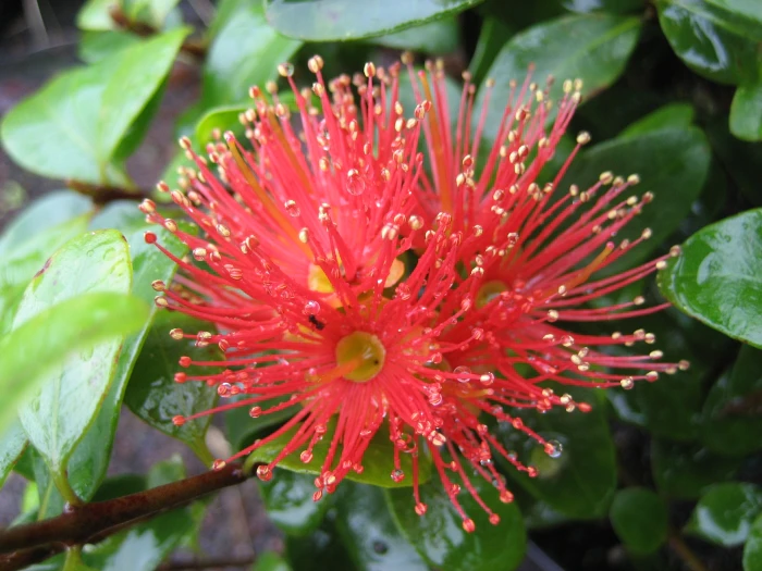 Metrosideros fulgens image