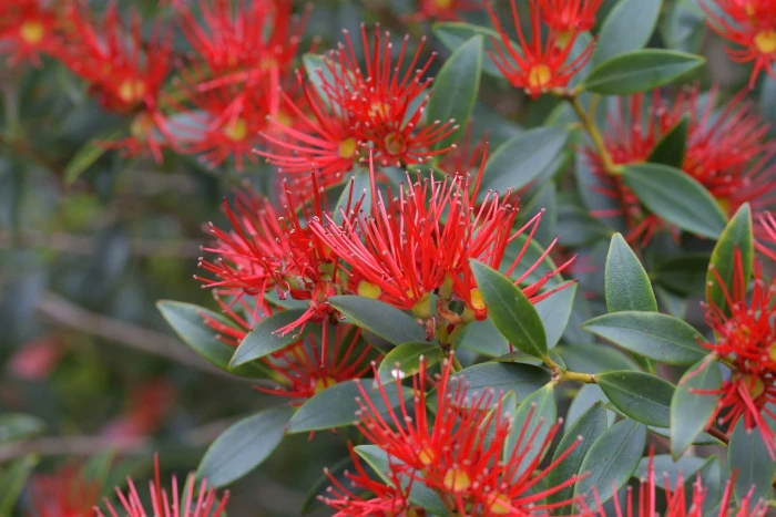Metrosideros umbellata image