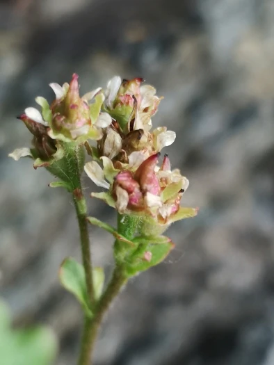 Micranthes nivalis image