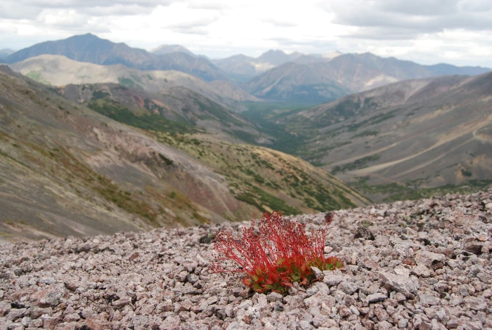 Micranthes punctata image