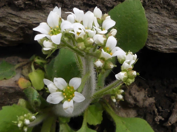 Micranthes virginiensis image