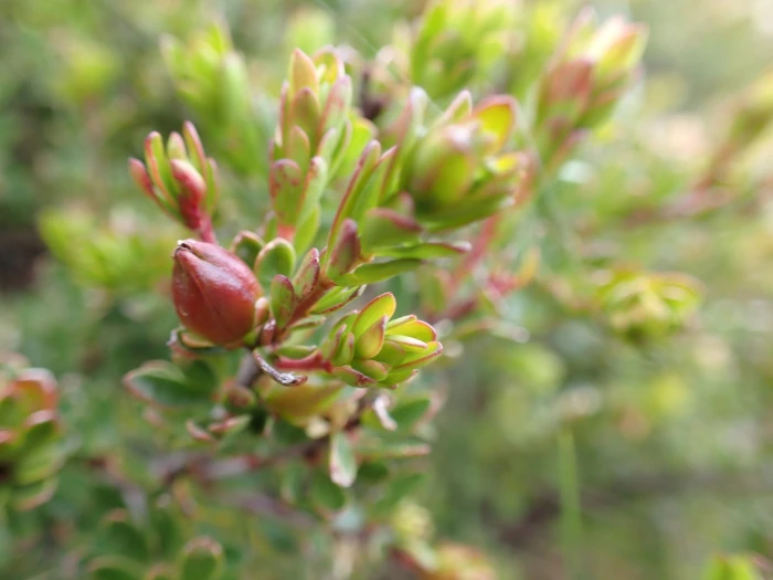 Micrantheum hexandrum image