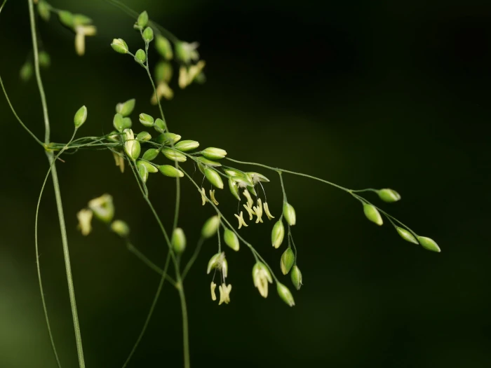 Milium effusum image