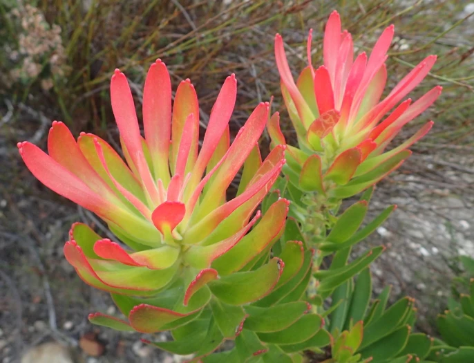 Mimetes cucullatus image