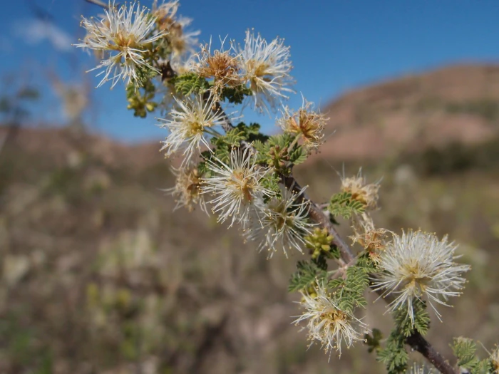 Mimosa biuncifera image