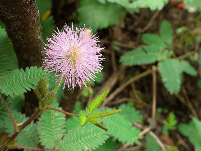 Mimosa pudica image