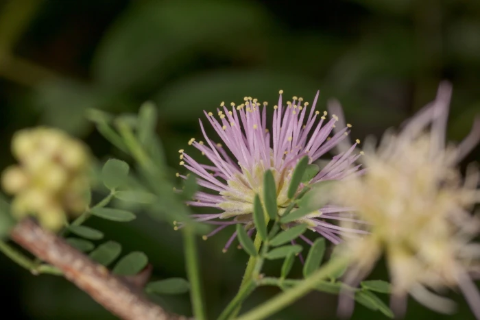 Mimosa texana image