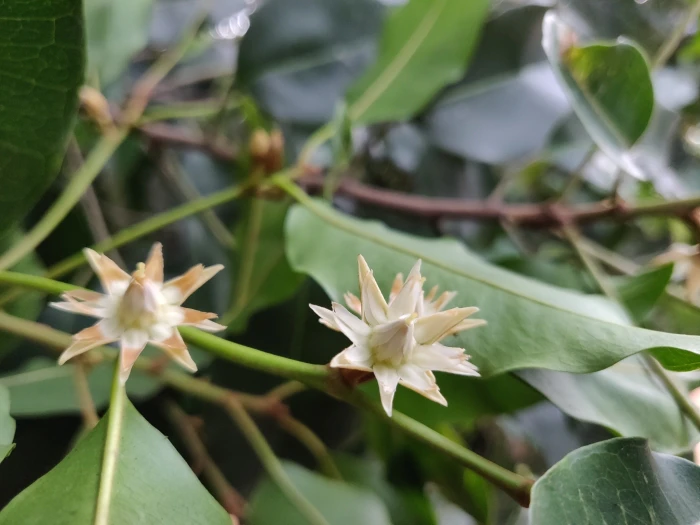 Mimusops elengi image