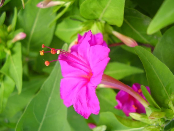 Mirabilis jalapa image