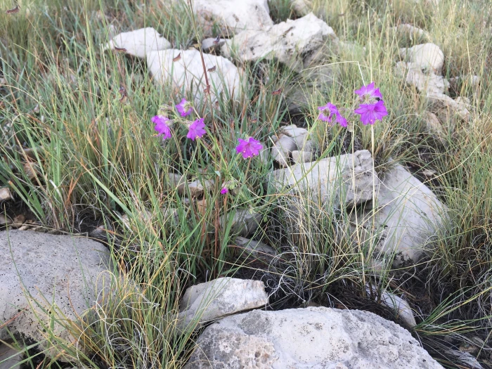 Mirabilis linearis image