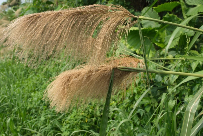 Miscanthus floridulus image